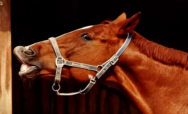 Caii au expresii faciale asemănătoare celor ale oamenilor