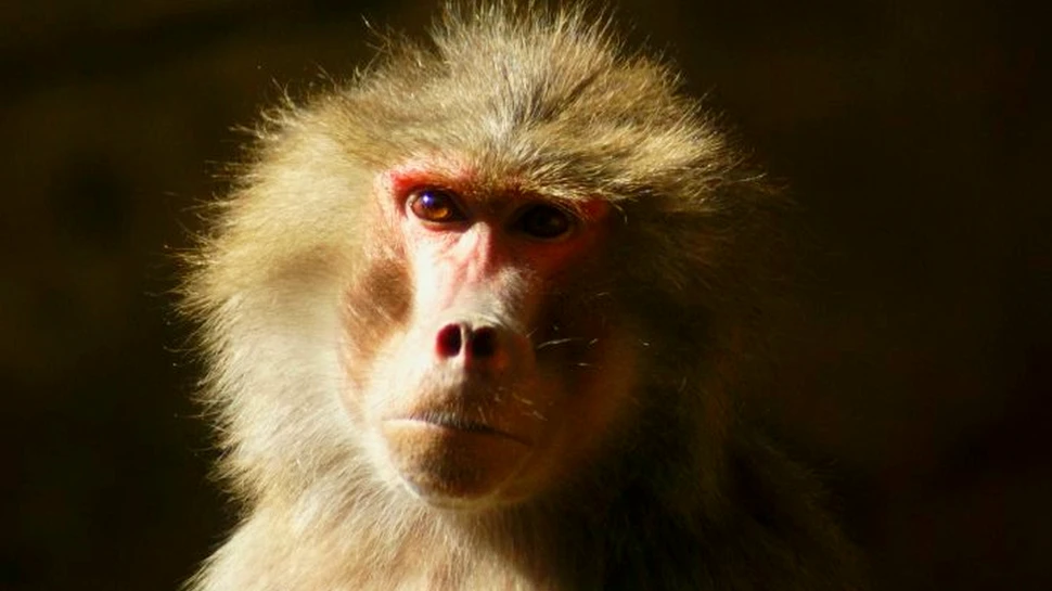 EXPERIMENT cu urmări uriaşe. Un babuin a supravieţuit aproape 3 ani cu o inimă de porc. Cercetători: Şi omul ar putea la fel – FOTO+VIDEO