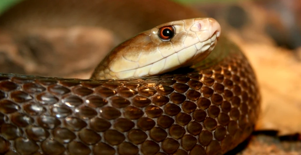 „Verii” taipani: cei mai veninoşi şerpi din lume