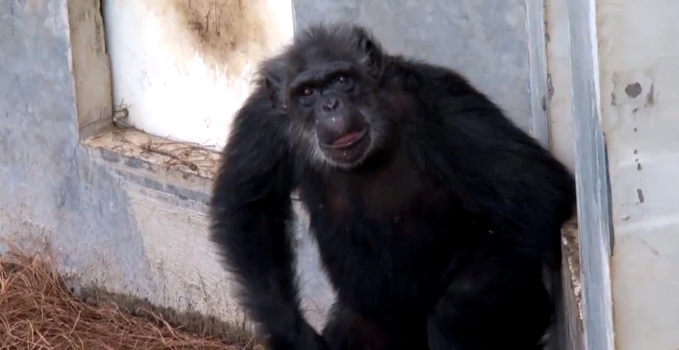Cimpanzei „de laborator” pensionaţi: momentul emoţionant în care animalele sunt eliberate în sălbăticie (VIDEO)