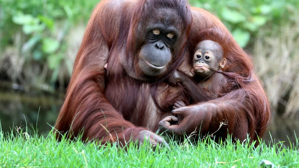 Maimuțele ar putea să învețe prin predare, la fel ca și copiii umani