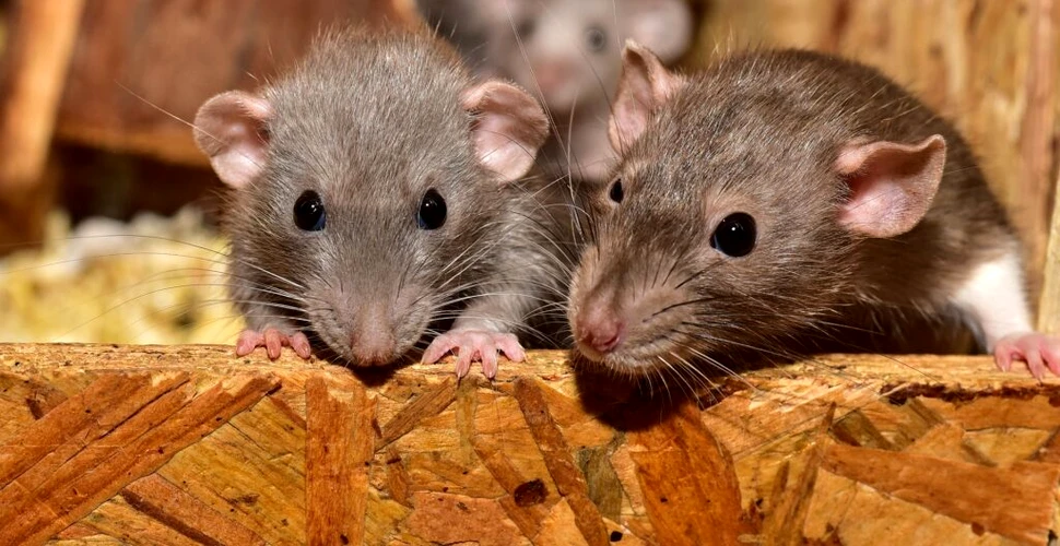 Cercetătorii au descoperit cum să controleze reacțiile șoarecilor drogați cu cocaină