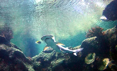 O pepinieră secretă a rechinilor ciocan  a fost descoperită în Galapagos