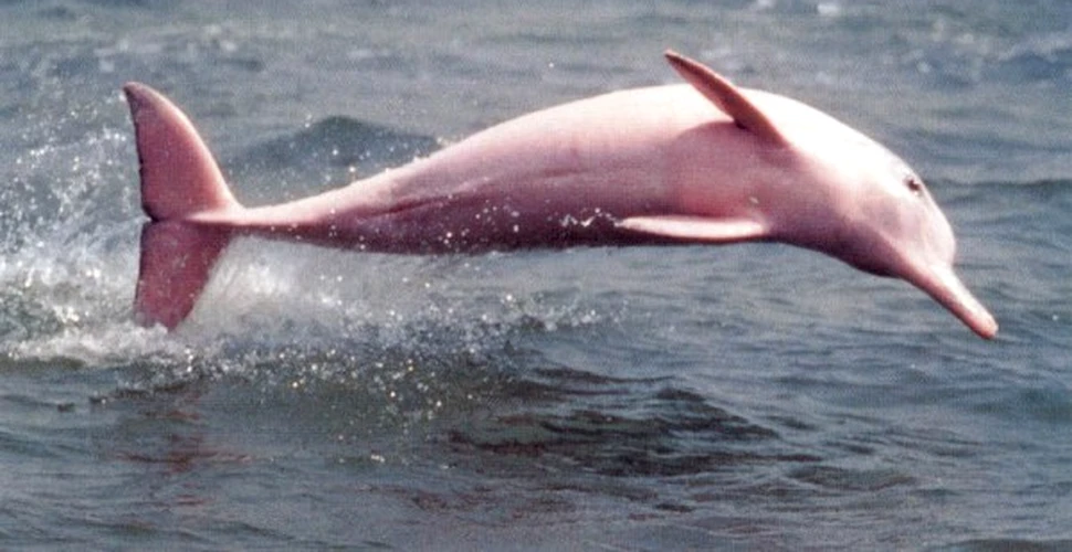 Este acesta unicul delfin roz de pe Pamant?