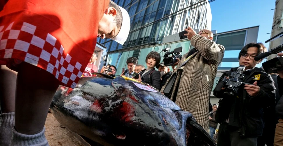 Un ton roșu, vândut cu 720.000 de euro la tradiționala licitație de început de an din Tokyo