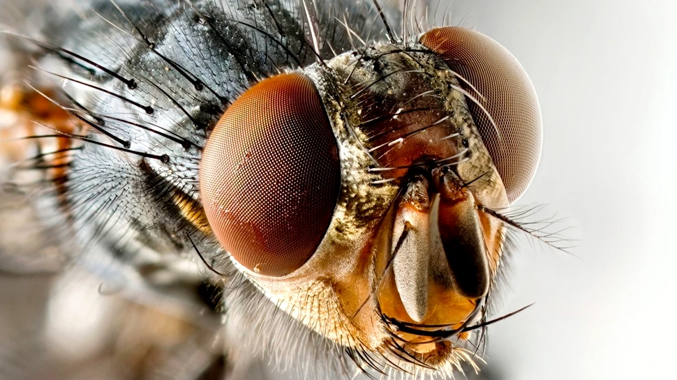 Oamenii au creier de muscă! O insultă? Nu, un adevăr ştiinţific