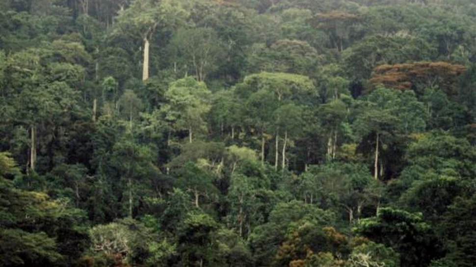 Padurile africane sunt monitorizate din satelit