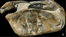 Cel mai mare clește de crab fosilizat descoperit vreodată are 8 milioane de ani