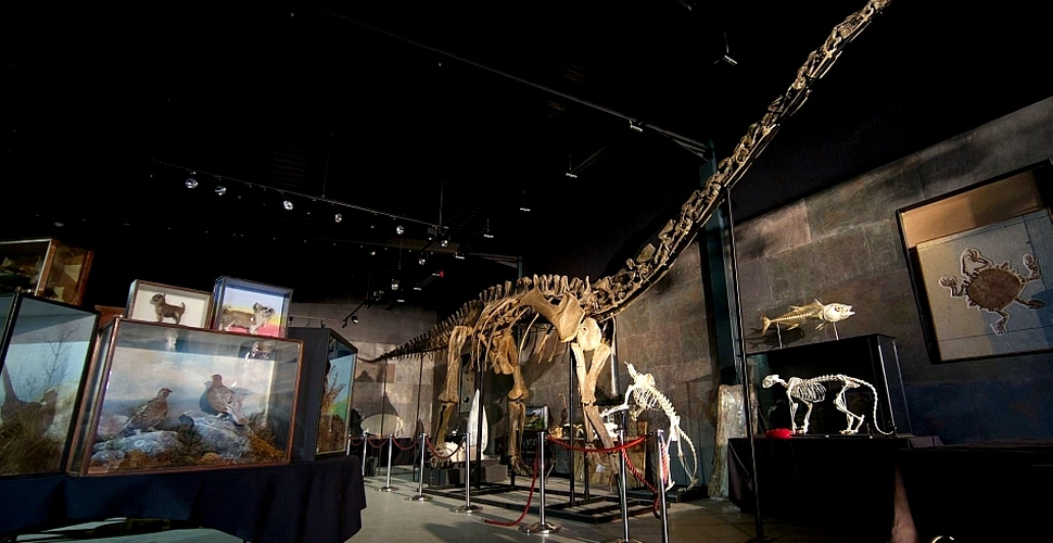 „Misty”, scheletul unuia dintre cei mai mari dinozauri care au trăit vreodată, vândut cu 480.000 de euro