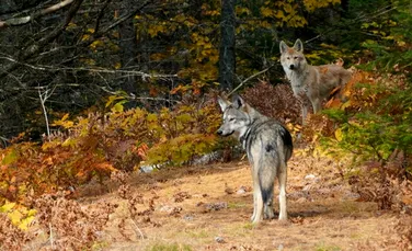 Lupii din sud-estul Canadei, diferiți din punct de vedere genetic de alte canide din regiune