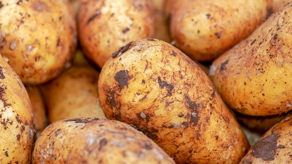 Bolile ascunse în cartofi pot fi detectate cu un nou senzor biologic