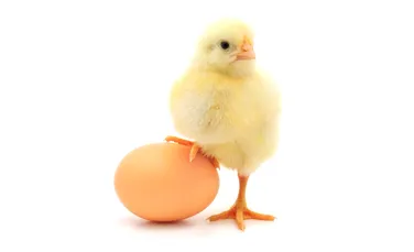 Ce a fost mai întâi, oul sau găina? Oamenii de ştiinţă oferă răspunsul