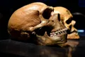 Ce dezvăluie fosilele despre hibridizarea oamenilor timpurii?