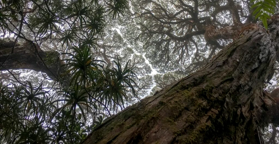 Copacii din pădurile tropicale au început să moară mai repede încă din 1980