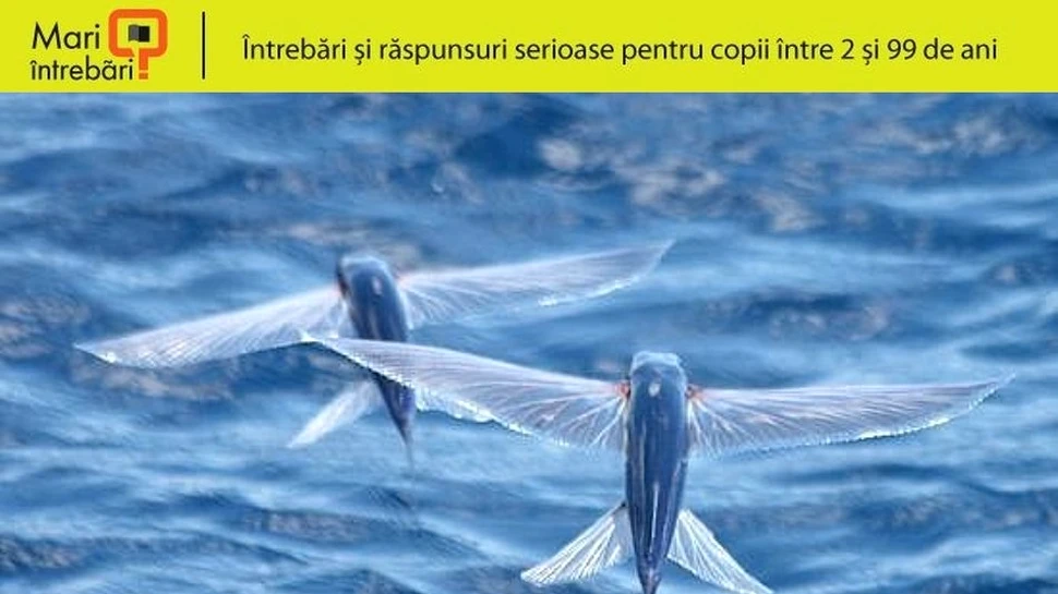 Cum reuşeste să planeze deasupra apei peştele zburător?
