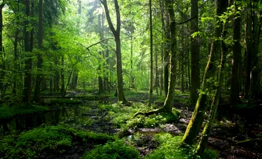 Reuters: România protejează ultimele păduri virgine ale Europei, adăpost pentru lupi şi urşi maro