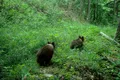 Fauna bogată din Parcul Natural Putna Vrancea, surprinsă în imagini de Romsilva