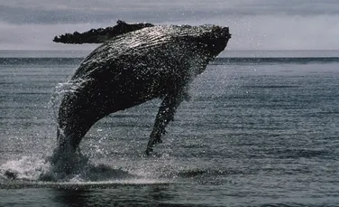 Betia adancurilor sta la baza evolutiei balenelor