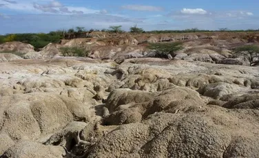 Fosilele de Anaconda arată de ce sunt acești șerpi atât de mari