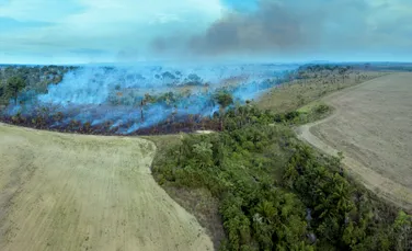 Goana globală după colagen distruge pădurile din Brazilia