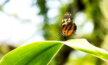 Adevărata amploare a declinului dramatic al populaţiilor de insecte din pădurile tropicale a fost scoasă la iveală