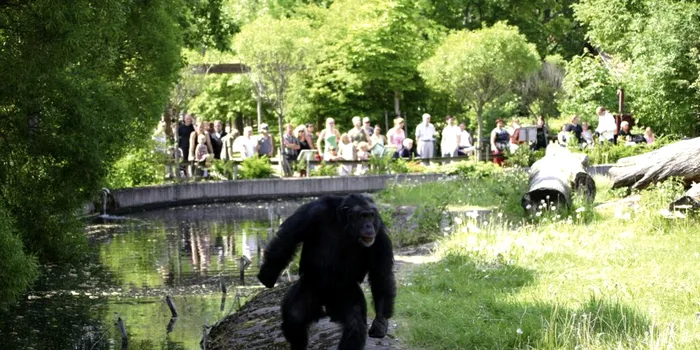 În 1997, un cimpanzeu de la o grădină zoologică din Suedia i-a uimit pe cercetători