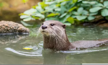 Cea mai mică specie de vidră din lume a fost redescoperită în Nepal după 185 de ani