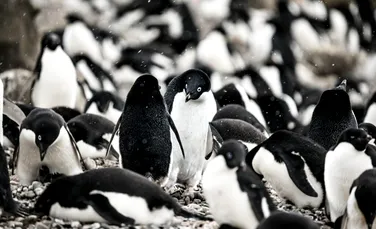 Pinguinii sălbatici se pot identifica în oglindă, sugerează un studiu
