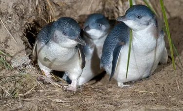 Cel mai adorabil pinguin dispărut de pe Pământ, dezvăluit de mici fosile