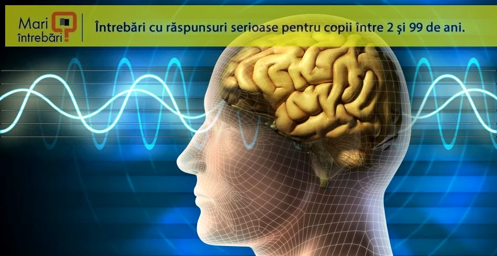 Cum procesează creierul experienţa senzorială?