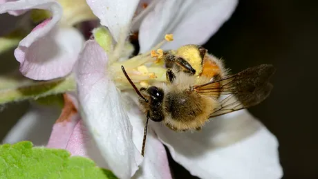 Cum influențează florile transmiterea virusurilor la albine?