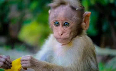 Aventuri cu maimuțe. Un bărbat care și-a pierdut telefonul, l-a găsit plin de selfie-uri cu maimuțe