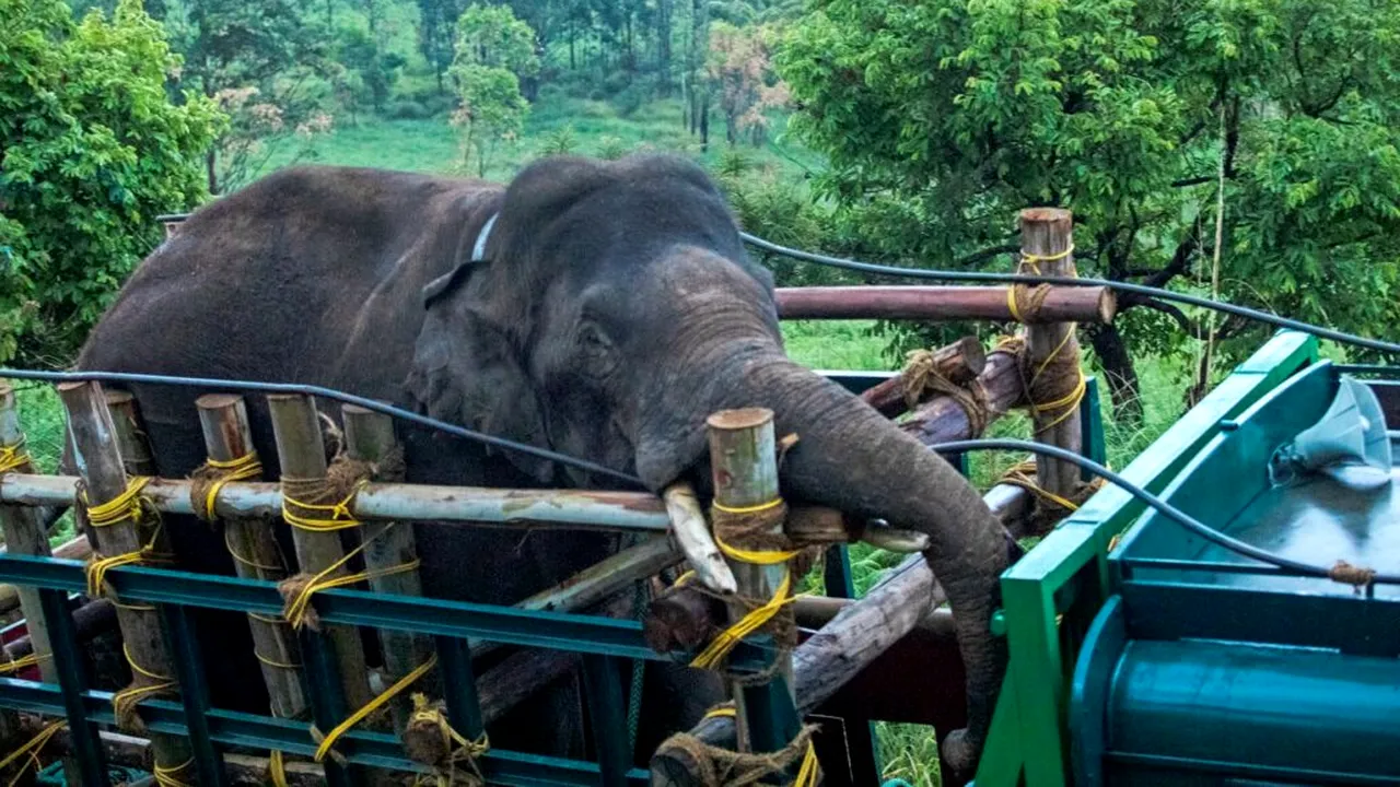 un elefant 
