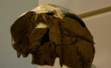 Un craniu vechi de 300.000 de ani nu se potrivește cu nicio specie umană