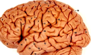 Creierul uman intra in repaus inainte de a face o greseala