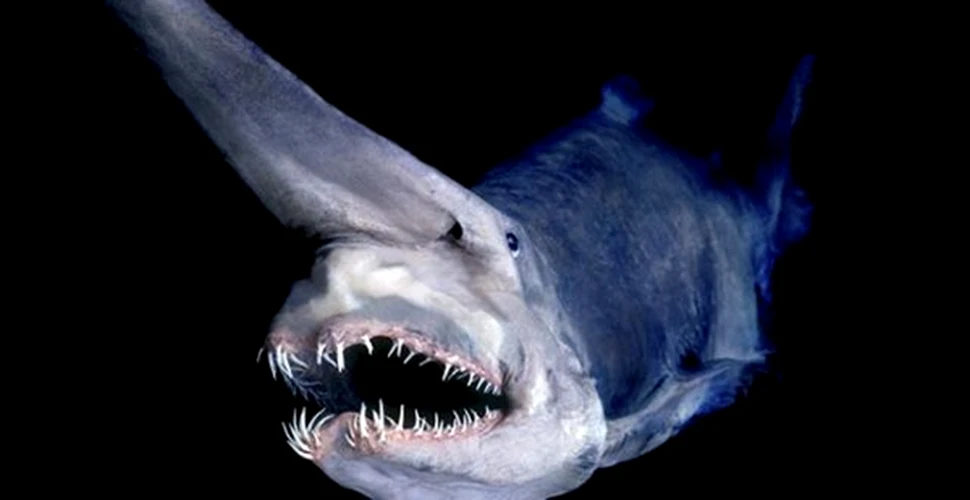 Adevarata fata a terorii din oceane… rechinii (FOTO)
