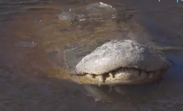 18 aligatori au rămas blocaţi după ce o mlaştină a îngheţat – VIDEO