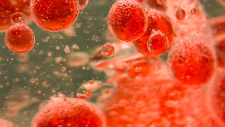 Posibili compuși anti-îmbătrânire au fost descoperiți în bacteriile din sânge
