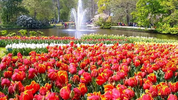 Parcul Keukenhof (Olanda), cel mai impresionant paradis floral din întreaga lume