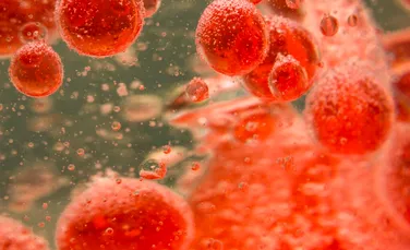 Posibili compuși anti-îmbătrânire au fost descoperiți în bacteriile din sânge
