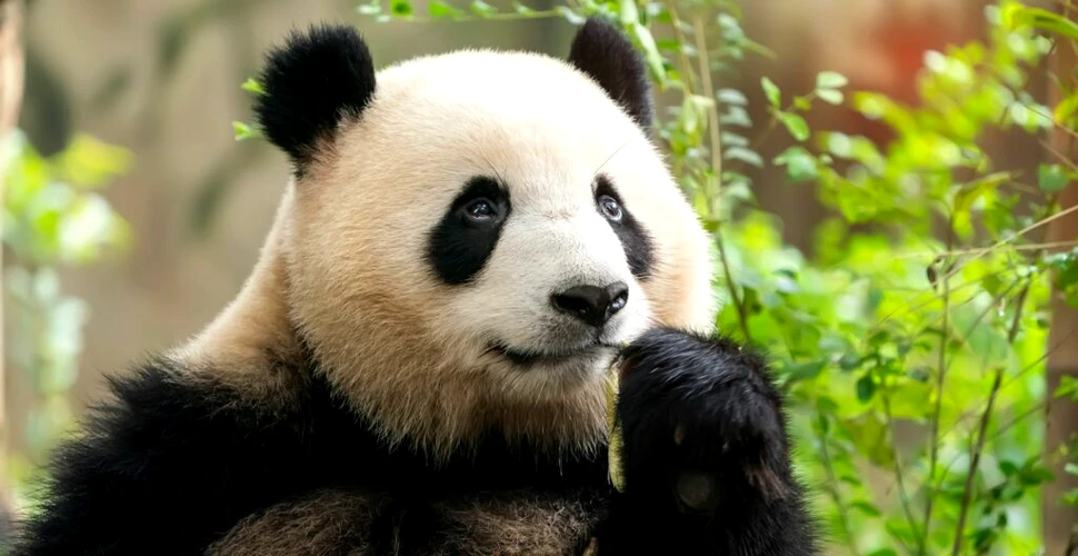 Un panda mare, descoperit în groapa de sacrificiu a unui mare împărat chinez