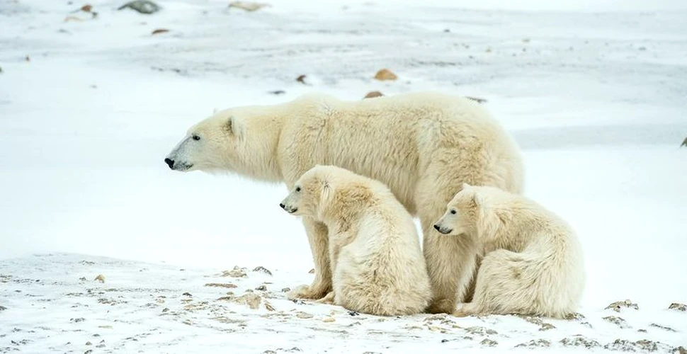 Un grup de cercetători ruşi sunt ţinuţi prizonieri pe o insulă de un grup de urşi polari