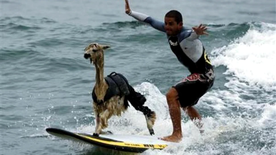 Moda verii 2010: surf cu alpaca