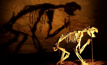 Scheletul unui leu cu marsupiu, ce a trăit în urmă cu 50.000 de ani, a fost descoperit în Australia