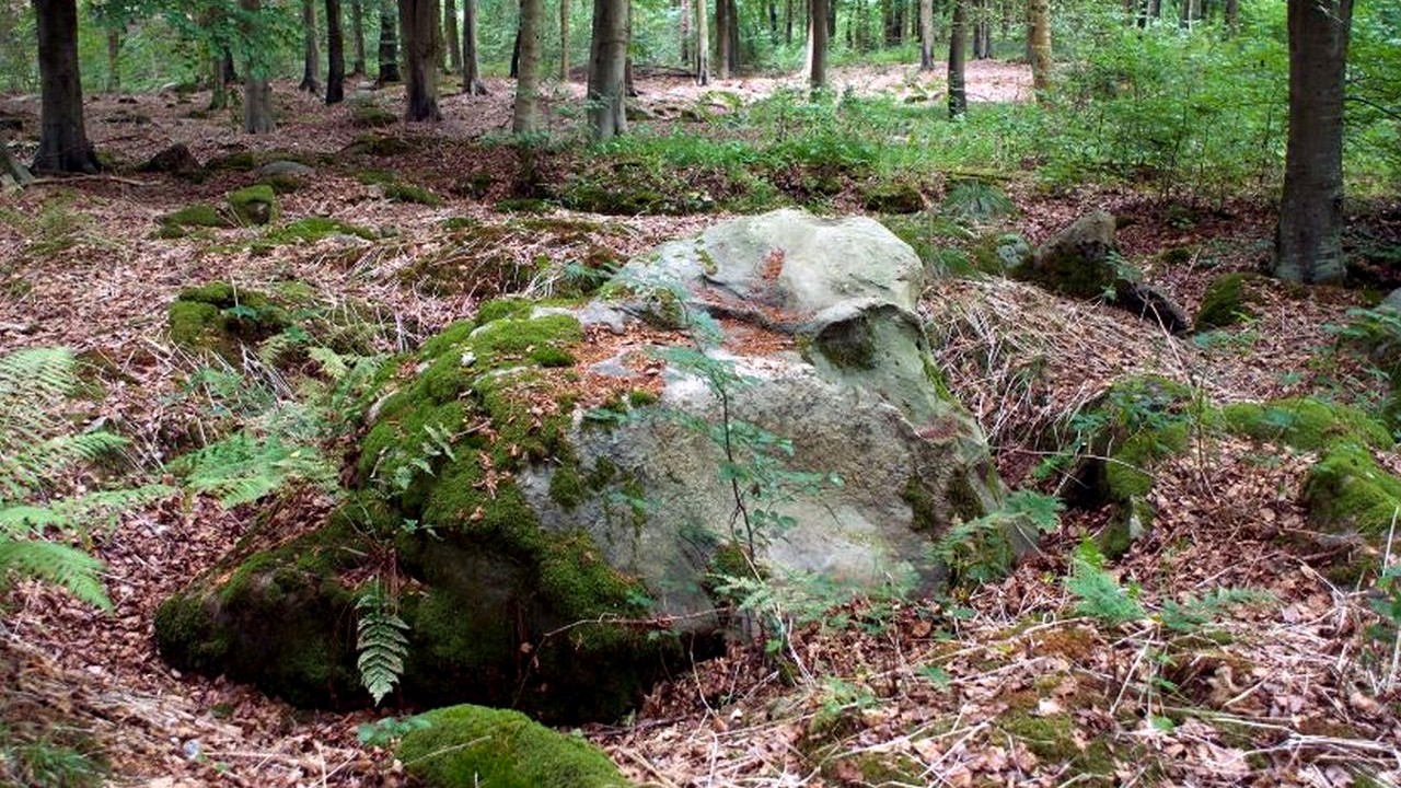 Hovawart