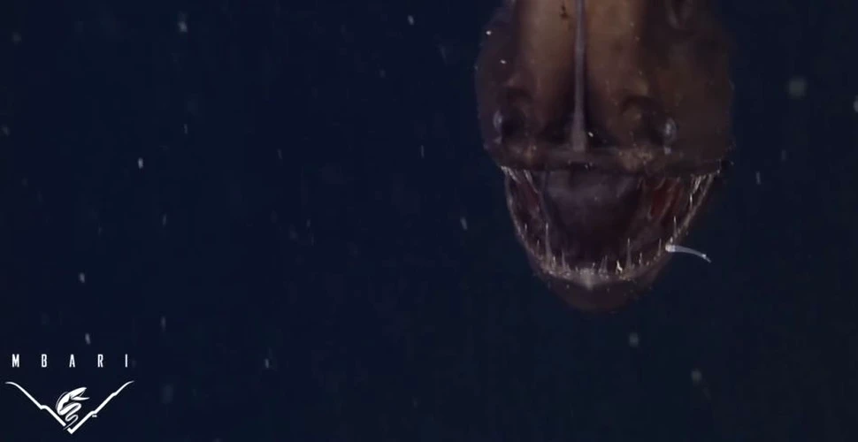 Creatură ciudată filmată pentru prima dată. Ce au înregistrat camerele la mare adâncime? (VIDEO)