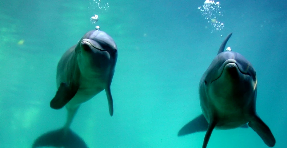 Delfini eşuaţi pe litoralul românesc, probabil din cauza oamenilor, în pline restricţii de pandemie