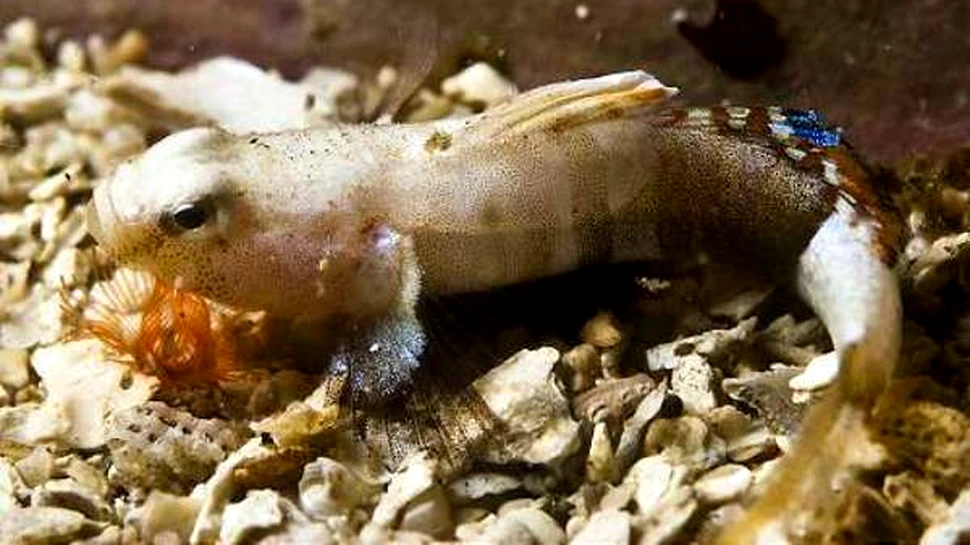 Cel mai mic peste marin european a fost descoperit in Scotia