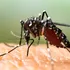 Milioane de țânțari, eliberați în natură pentru a salva de la extincție păsări rare