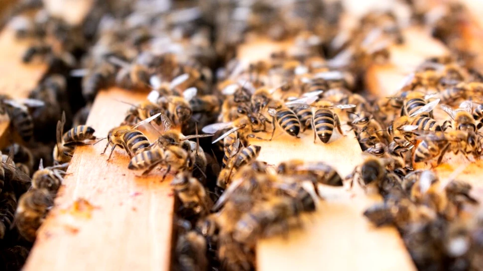 Stupi pe acoperișurile birourilor, metoda care promite reducerea stresului